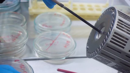 Poster - Scientist transplants bacteria to a new Petri dish. Isolation of a new strain of bacteria. Isolation of dangerous bacteria.