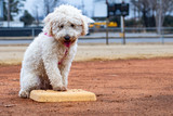 Fototapeta Tęcza - dog plays baseball