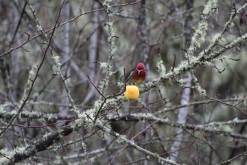 Poster - Red Headed Sapsucker 1