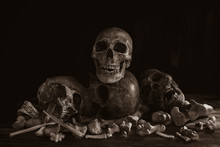 Pile Of Skulls And Bone Halloween Night Dim Light / Still Life Image And Select Focus