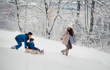 Wall Mural - Beautiful mom with her cute, little boys. One boy riding a sled, other one pushing him from behind