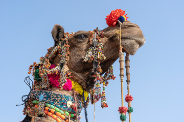 Wall Mural - Decorated head of a camel in desert Thar during Pushkar Camel Fair, Rajasthan, India. Close up