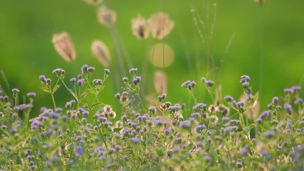 Wall Mural - beautiful flower nature background video 4k.