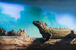 © Marinaks - The lizard sits on a tree in a terrarium at the zoo