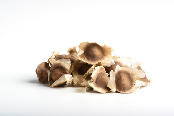 Wall Mural - Moringa Oleifera seed dried on isolated white background.