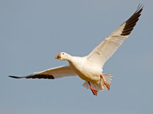 Snow Goose In Flight Wings Spread