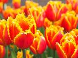 Fototapeta Tulipany - Beautiful tulips in field of flora park