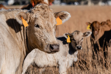 White cow with two calves out of focus in background