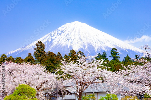 富士山と満開の桜 静岡県富士宮市大石寺にて Adobe Stock でこのストック画像を購入して 類似の画像をさらに検索 Adobe Stock