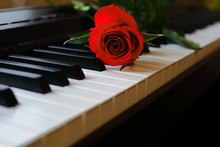Red Rose Lies On The White Keys Of The Piano