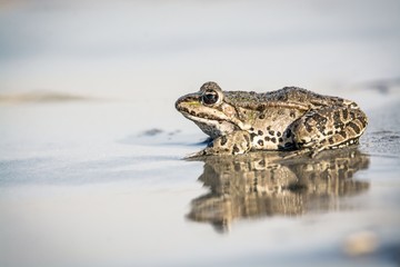 Little frog in nature on water adge	