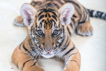 Bengal Tiger Baby