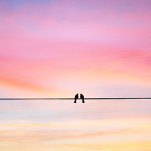 Two Birds On A Wire Or Electric Line On The Sunset Sky Background. Minimal. Family Concept