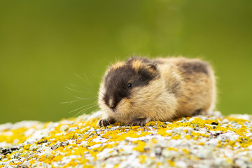 Lemming (Norway)