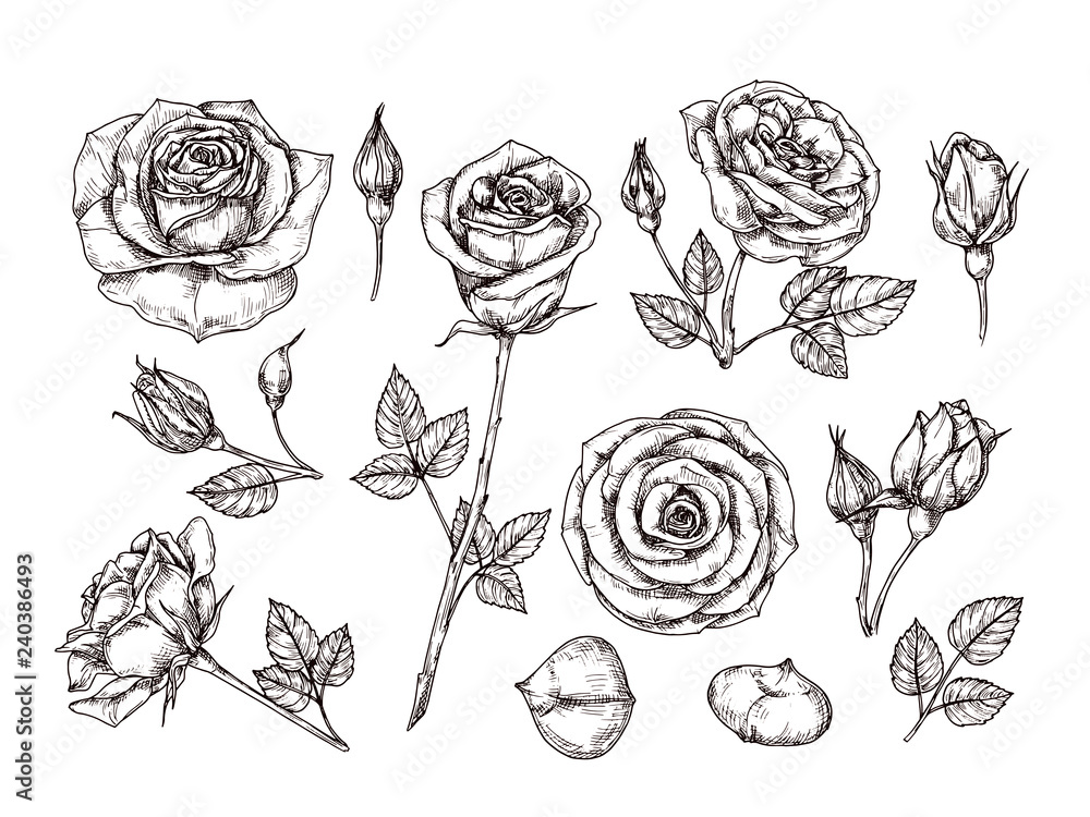 Hand drawn roses. Sketch rose flowers with thorns and leaves. Black and white vintage etching vector botanical isolated set. Illustration of rose petal, sketch botany floral plant - obrazy, fototapety, plakaty 
