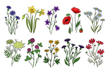 Sticker - Wild herbs and flowers. Wildflowers, meadow plants. Hand drawn summer and spring field flowering. Vintage vector isolated set. Illustration of flower blossom, floral spring, field and wild flowers