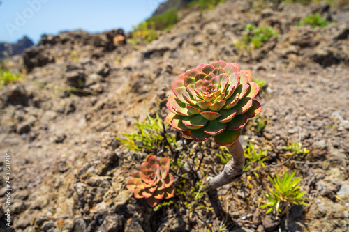 Fotografía A typical subtropical plant of the Canary Islands - Aeonium (tree houseleek)