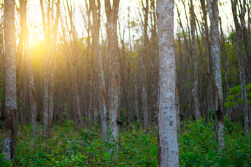 Wall Mural - Beautiful nature jungle of abstract detail from Rubber tree in southern of Thailand at dusk.