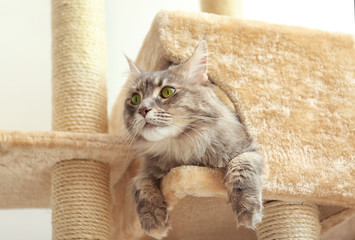 Poster - Adorable Maine Coon on cat tree at home