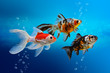 Fish tank with colorful decorative fish, aquarium with carassius gibelio forma auratus, goldfish on blue background, water texture with bubbles