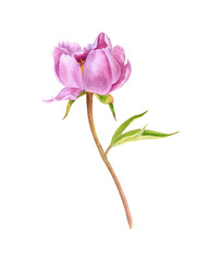 Wall Mural - watercolor drawing pink peony flower