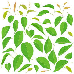 Wall Mural - Green Big and Small Leaves Set