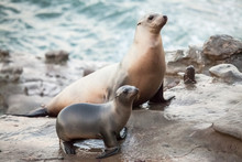 Sea Lion And Pup