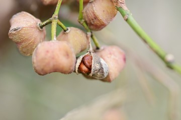 Poster - Seeds of Spindle tree