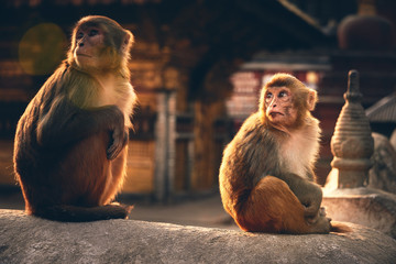 Monkey Temple, Nepal