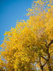 Wall Mural - Árbol en otoño con cielo azul 