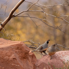 Wall Mural - A pair of Gambel's quail are on a red sandstone boulder with bare branches above and yellow foliage in the background.