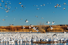 Snow Geese At Bosque Del Apache National Wildlife Refuge