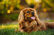 Cavalier King Charles Spaniel dog lying down in grass