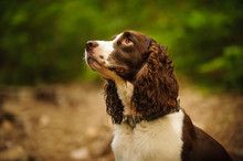 English Springer Spaniel Dog Portrait In Forest
