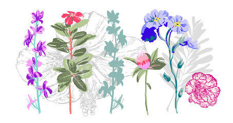 Poster - set of hand drawing botanical floral elements - wild flowers