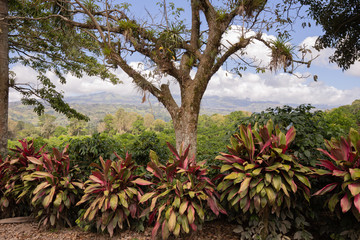 Canvas Print - plantation de café au Costa Rica