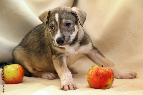 Foto Puppy mongrel half-breed sheepdogs and apples