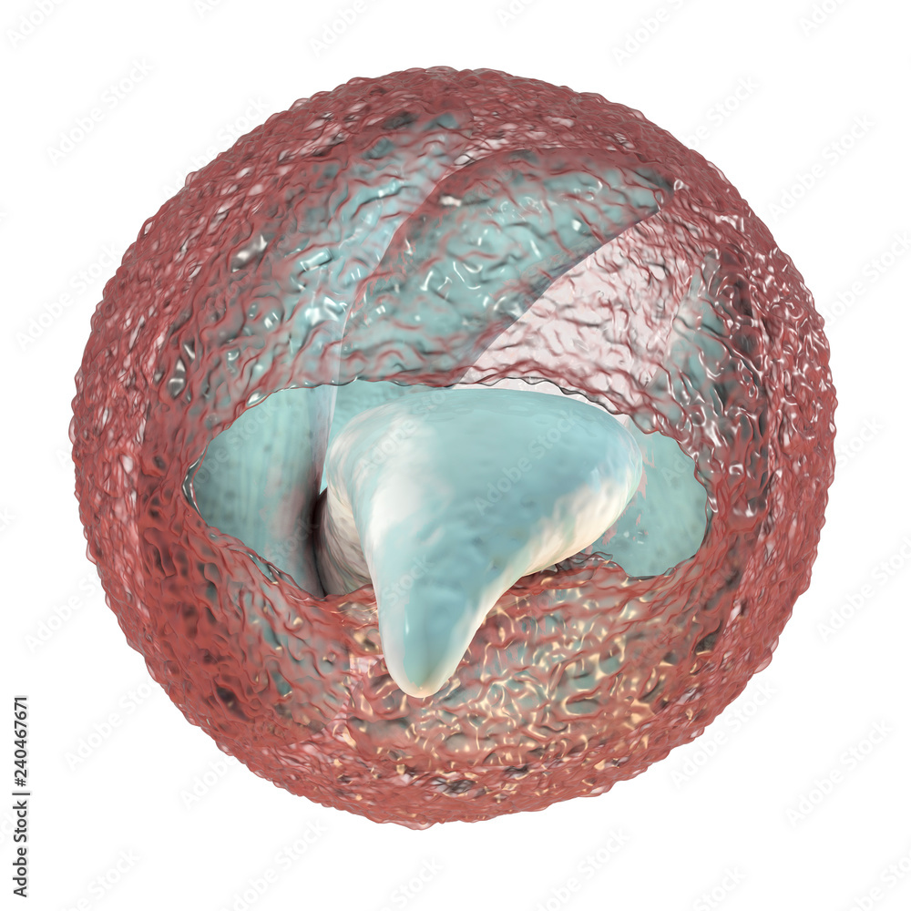 Ilustração Release of sporozoites from Cryptosporidium parvum oocyst, 3D  illustration. Cryptosporidium is a protozoan, microscopic parasite, the  causative agent of the diarrheal disease cryptosporidiosis do Stock | Adobe  Stock