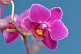 Fototapeta Storczyk - Fuchsia Phalaenopsis Orchid	