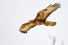 Steppe Buzzard In Kgalagadi Transfrontier Park In South Africa