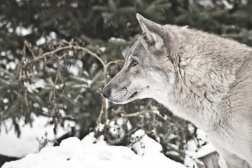 Gray wolf on winter white snow