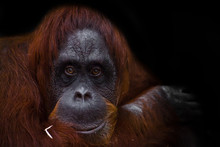 The Intelligent Face Of An Orangutan Philosopher With Red Hair