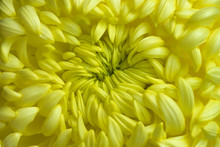 Heart Of A Yellow Chrysanthemum