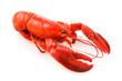 © Nishihama - ロブスター　Lobster