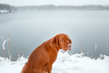 portrait of back Hungarian vyzhla sit on snow in winter forest beiside lake