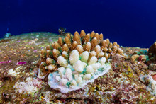 White, Bleaching Coral During A High Sea Temperature Bleaching Event On A Tropical Coral Reef