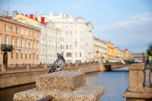 Pigeon On The Street Of St. Petersburg In The Morning.
