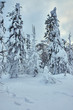 © Антон Ульянов - trees in the snow