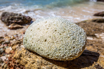 coral ston at seaside coast near water