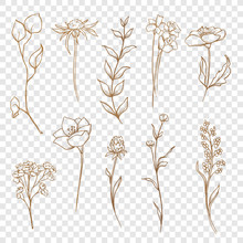 Vector Floral Collection. Hand Drawn Set Flowers And Leaves.